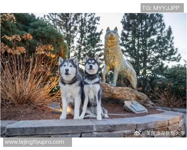 康涅狄格大学球员脚踩哈士奇PE球鞋引发媒体热议